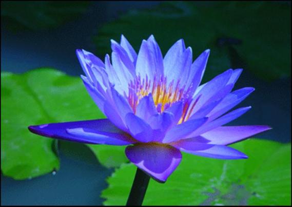 Image of the Blue Lotus flower