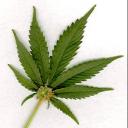 marijuana-leaf.thumbnail.jpg