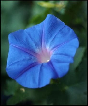 Image of a Morning Glory flower